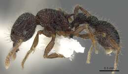 Image of Tetramorium rugigaster Bolton 1977