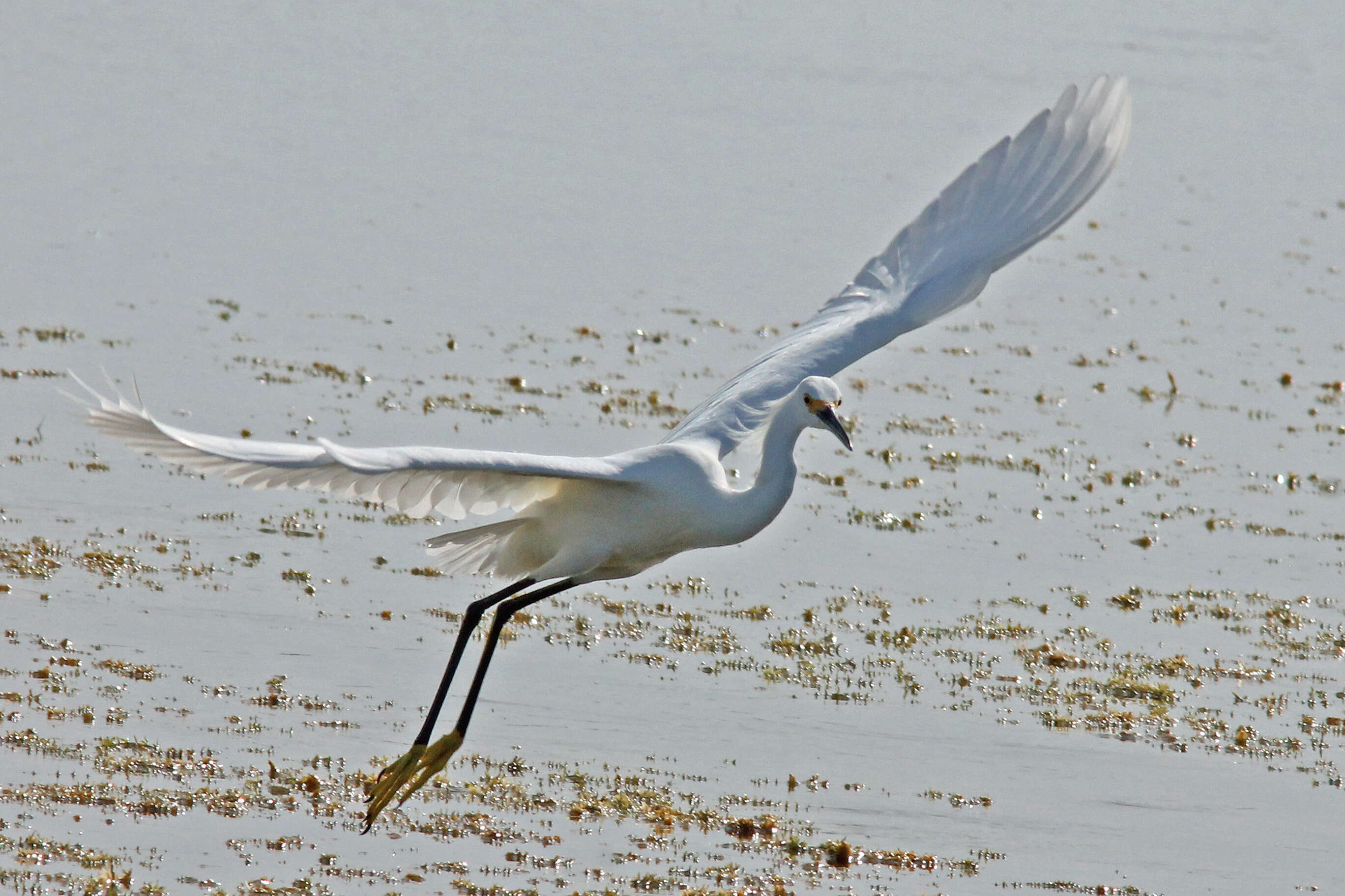 Image of Snowy Egret