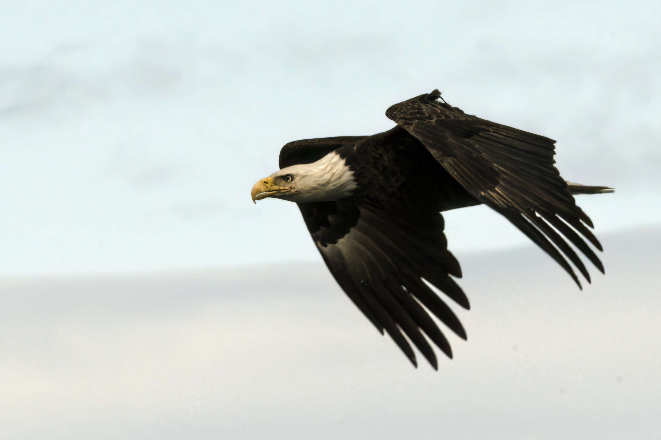 Image of Bald Eagle