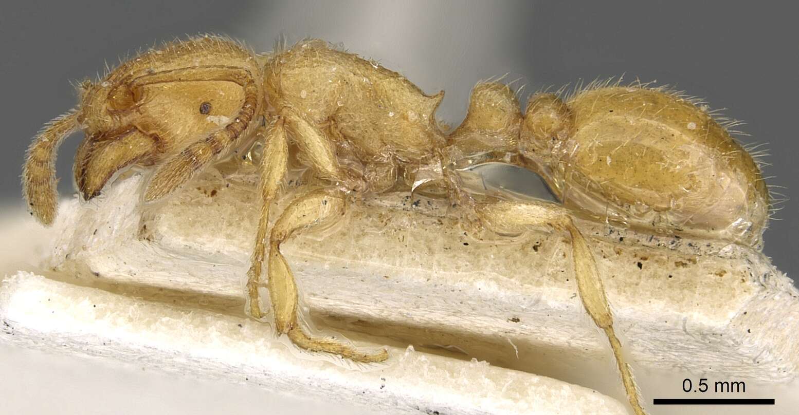 Image of Tetramorium elisabethae Forel 1904