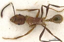 Image of Tetramorium gambogecum (Donisthorpe 1941)