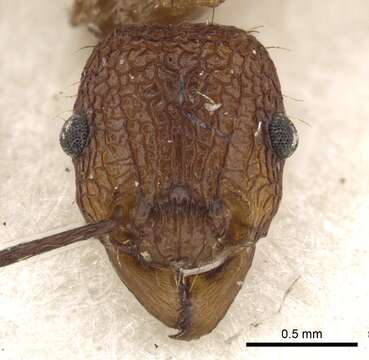 Image of Tetramorium gambogecum (Donisthorpe 1941)