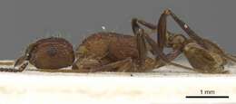 Image of Tetramorium gambogecum (Donisthorpe 1941)