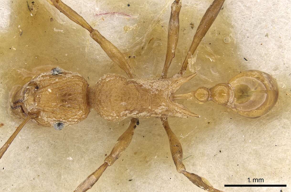 Image of Tetramorium gambogecum (Donisthorpe 1941)