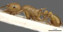 Image of Tetramorium gambogecum (Donisthorpe 1941)