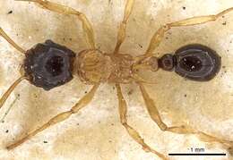 Image of Tetramorium diligens (Smith 1865)