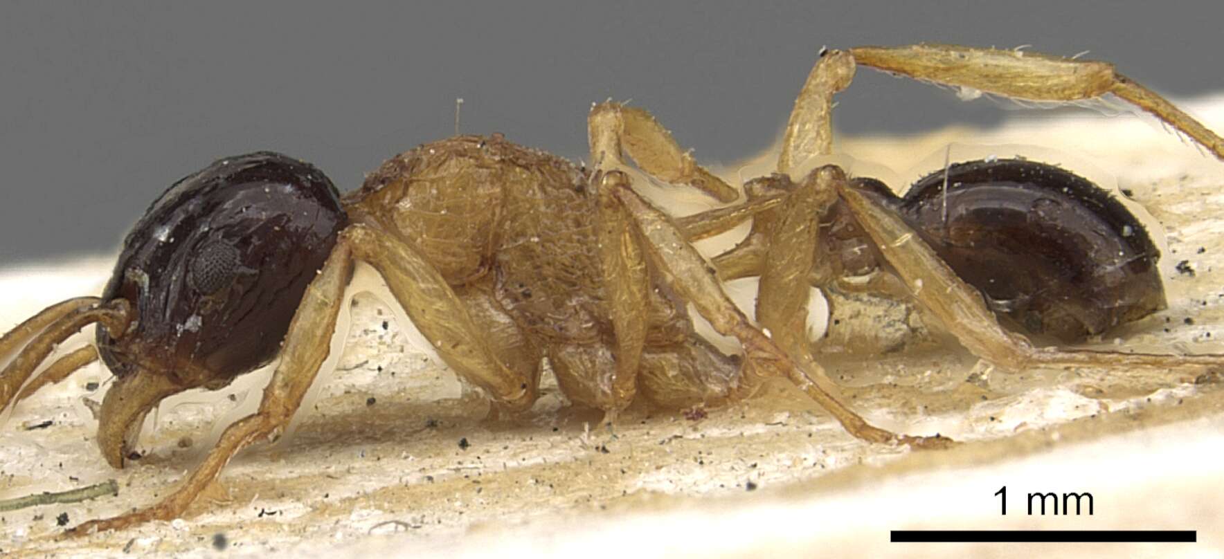 Image of Tetramorium diligens (Smith 1865)