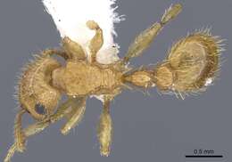 Image of Tetramorium phasias Forel 1914