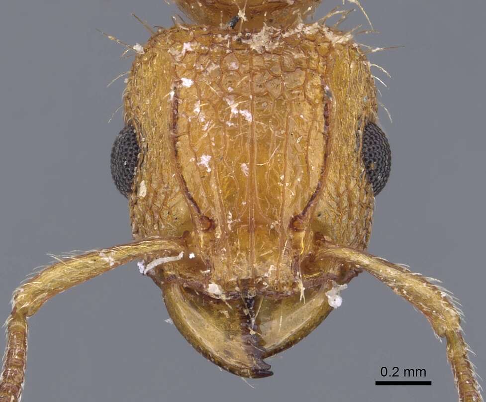 Image of Tetramorium notiale Bolton 1980