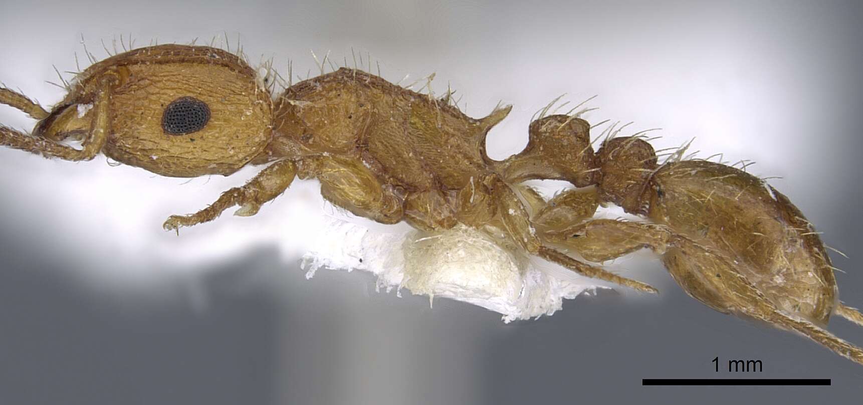 Image of Tetramorium notiale Bolton 1980