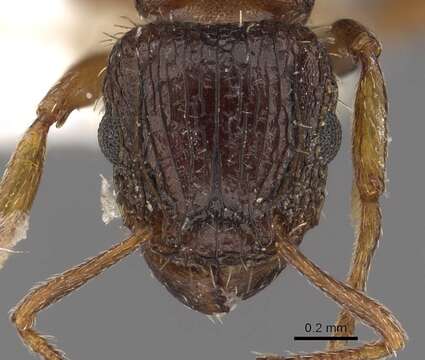 Image of Tetramorium platynode Bolton 1980