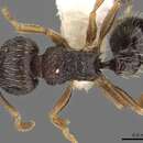 Image of Tetramorium sitefrum Bolton 1980