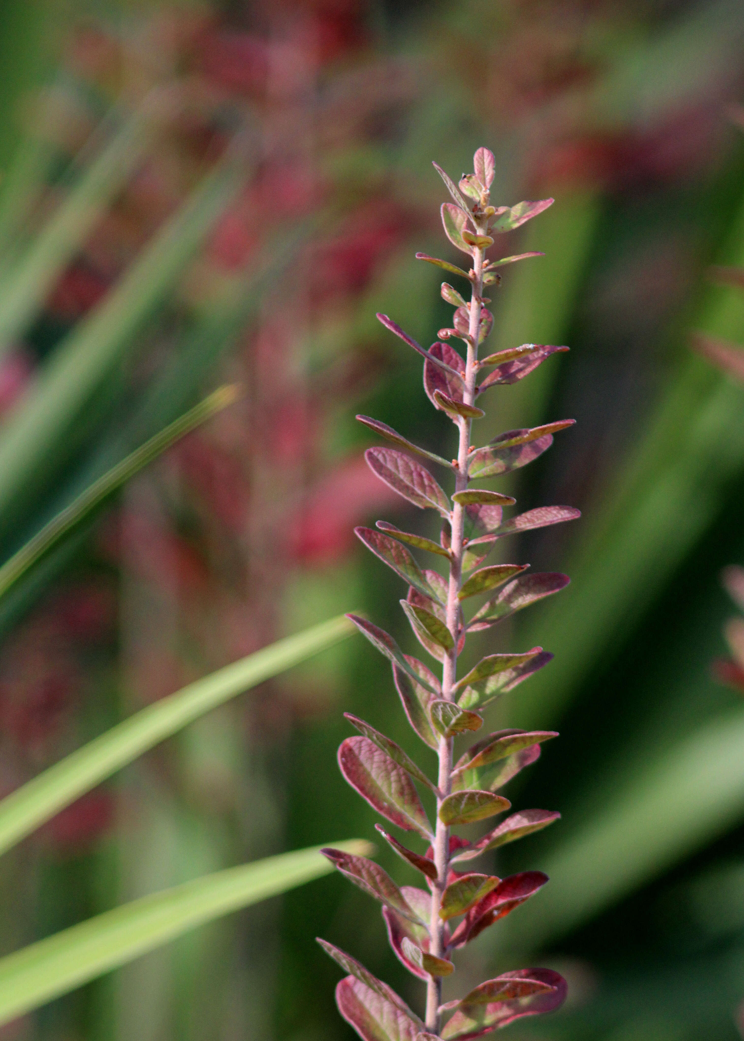 Image of Hairy-Twig Huckleberry