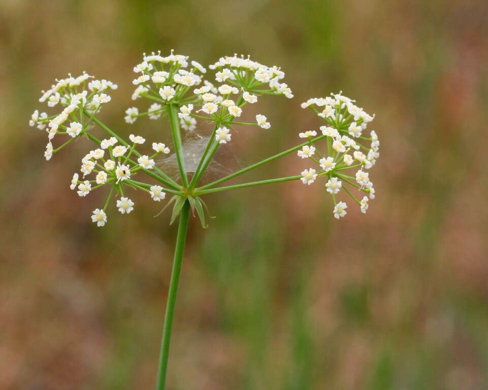 Imagem de Tiedemannia filiformis subsp. filiformis