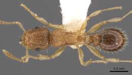 Image of Tetramorium umtaliense Arnold 1926