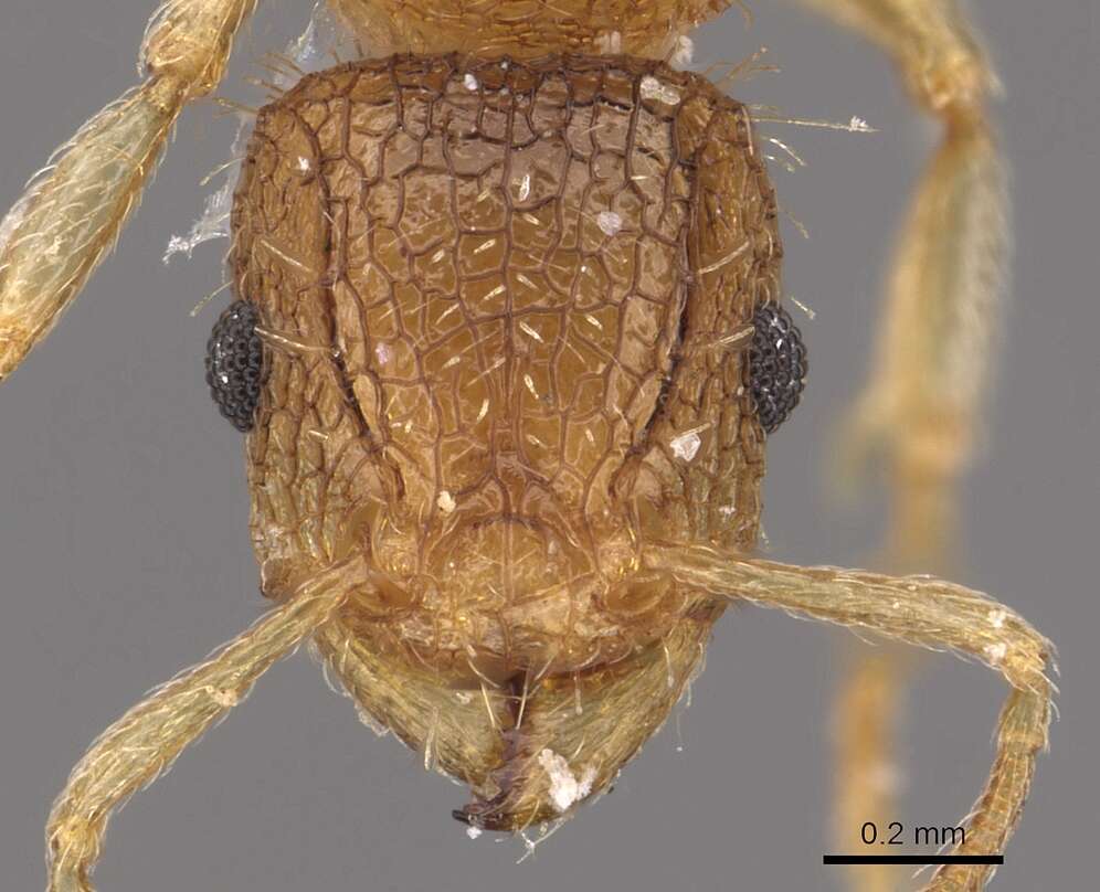 Image of Tetramorium umtaliense Arnold 1926