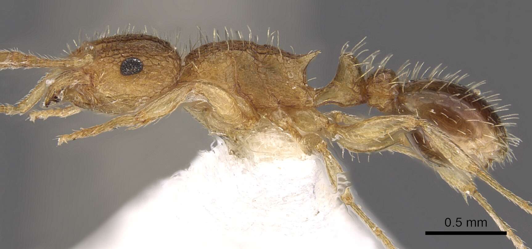 Image of Tetramorium umtaliense Arnold 1926