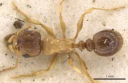 Image of Tetramorium frigidum Arnold 1926