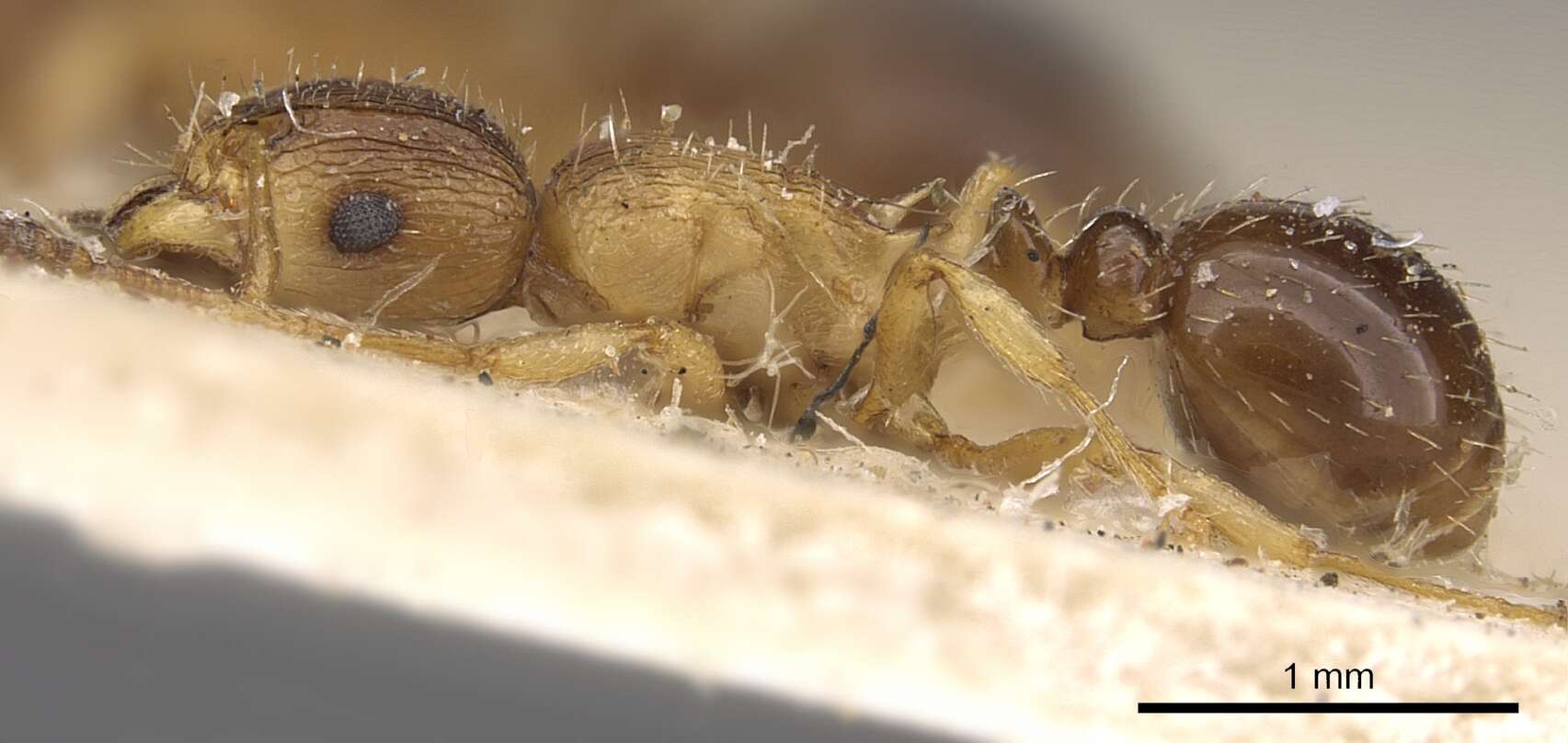 Image of Tetramorium frigidum Arnold 1926