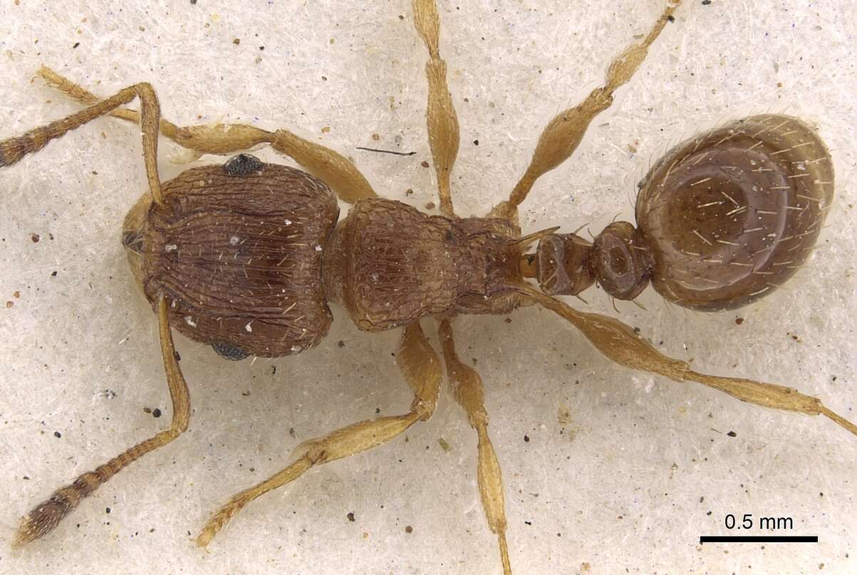 Image of Tetramorium frigidum Arnold 1926