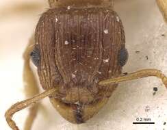 صورة Tetramorium frigidum Arnold 1926