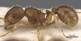 صورة Tetramorium frigidum Arnold 1926