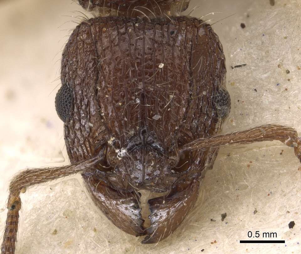 Image of Tetramorium akermani Arnold 1926