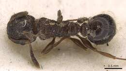 Image of Tetramorium akermani Arnold 1926