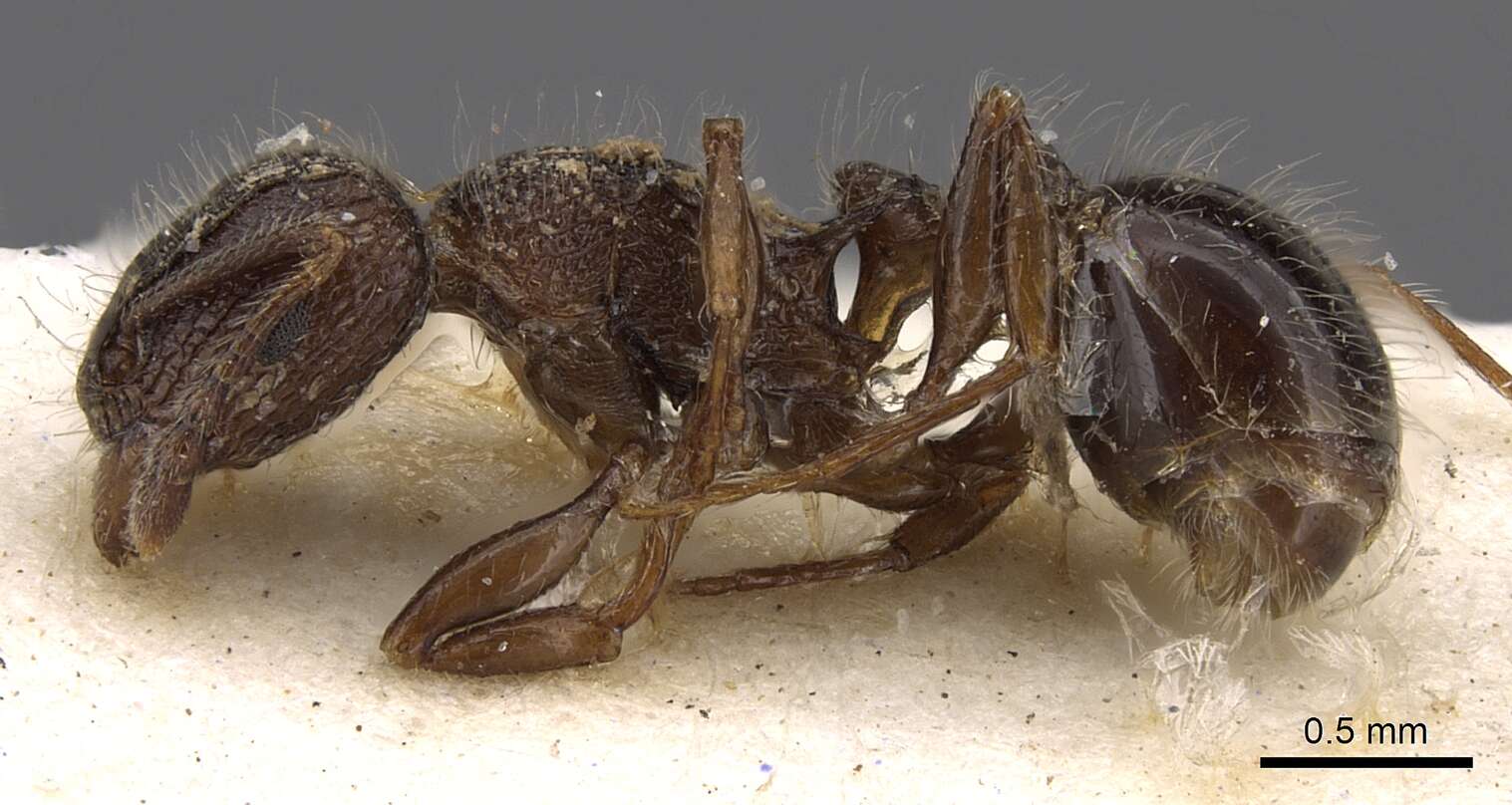 Image of Tetramorium akermani Arnold 1926