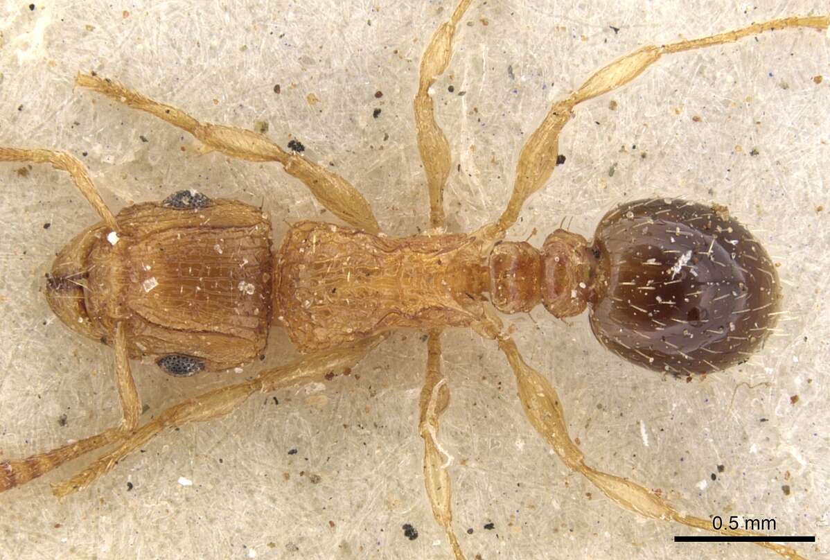 Image of Tetramorium flaviceps Arnold 1960