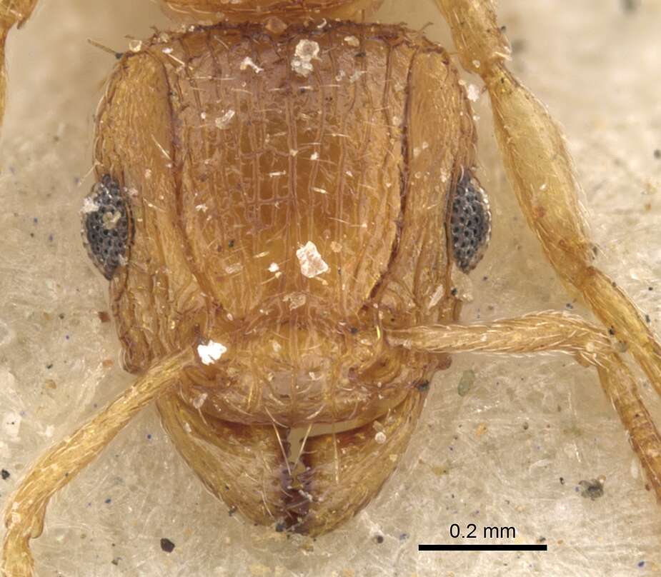 Image of Tetramorium flaviceps Arnold 1960