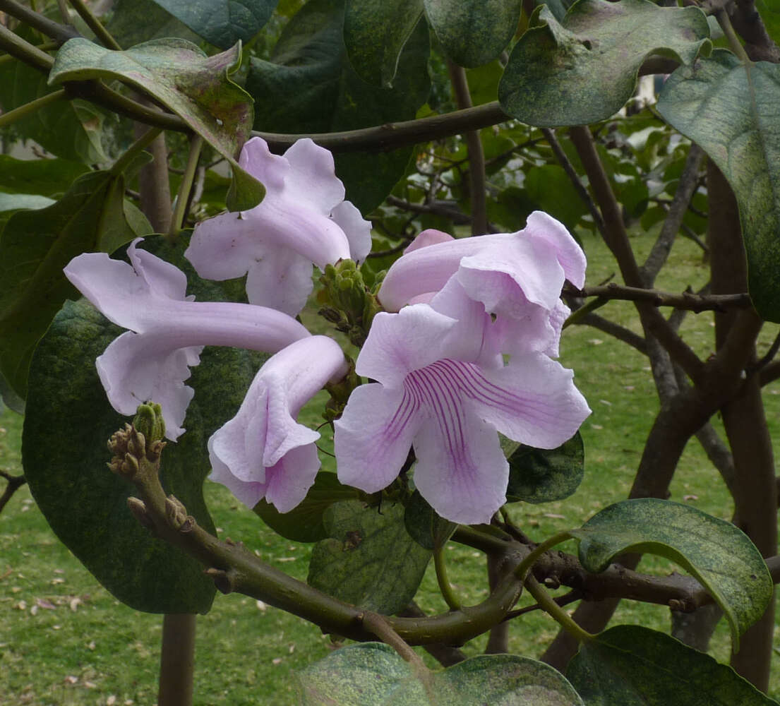 Image of Delostoma integrifolium D. Don