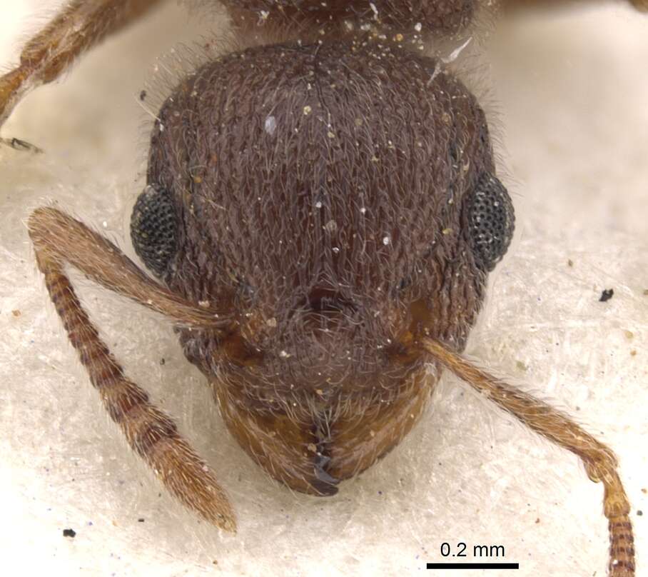 Image of Tetramorium baufra (Bolton 1976)