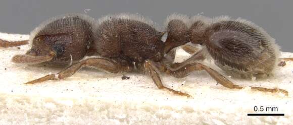 Image of Tetramorium baufra (Bolton 1976)