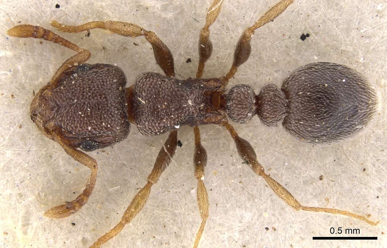 Imagem de Tetramorium sericeum Arnold 1926