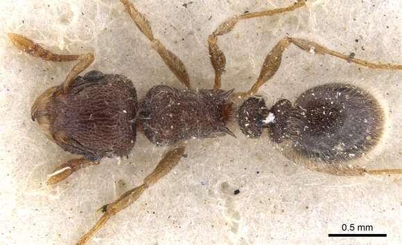 Image of Tetramorium constanciae Arnold 1917