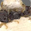 صورة Tetramorium crypticum (Bolton 1976)