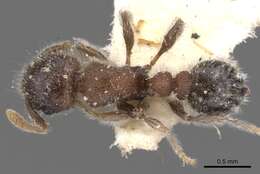 Image of Tetramorium osiris (Bolton 1976)