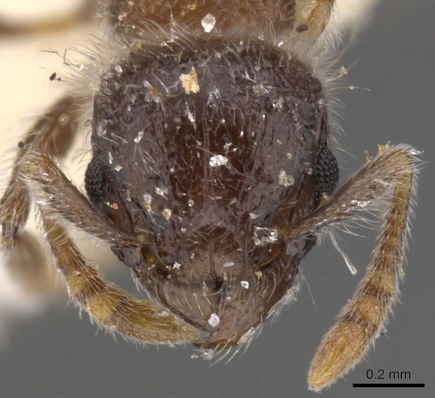 Image of Tetramorium osiris (Bolton 1976)