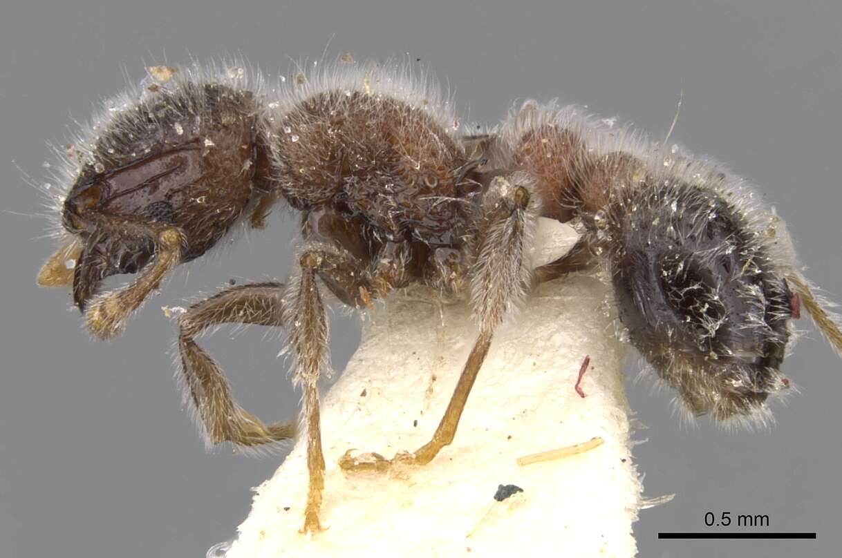 Image of Tetramorium osiris (Bolton 1976)