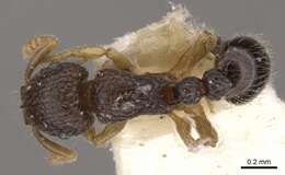 Image of Tetramorium minimum (Bolton 1976)