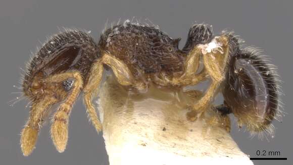 Image of Tetramorium minimum (Bolton 1976)