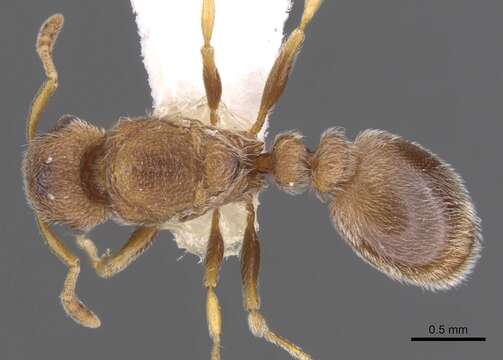 Image of Tetramorium desertorum (Forel 1910)