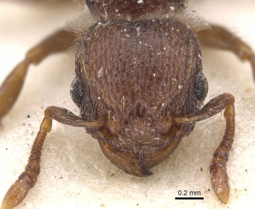 Image of Tetramorium tenebrosum Arnold 1926