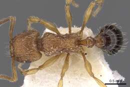 Image of Tetramorium pinnipilum Bolton 1980