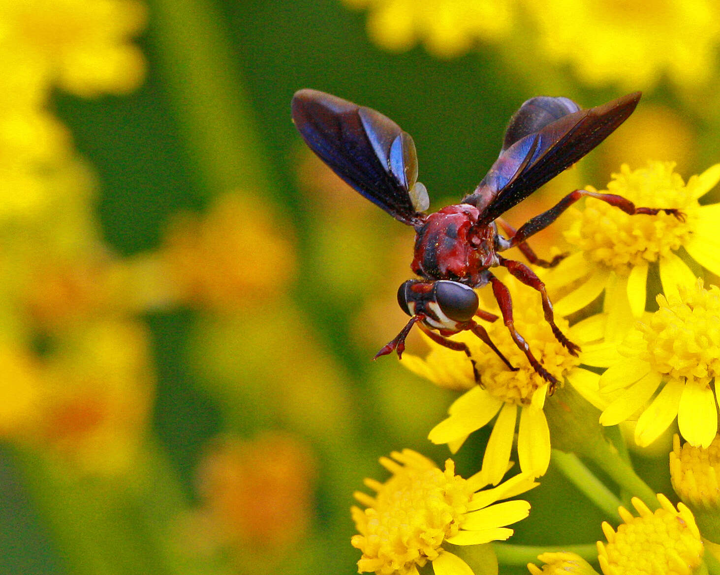 Imagem de Physocephala floridana Camras 1957