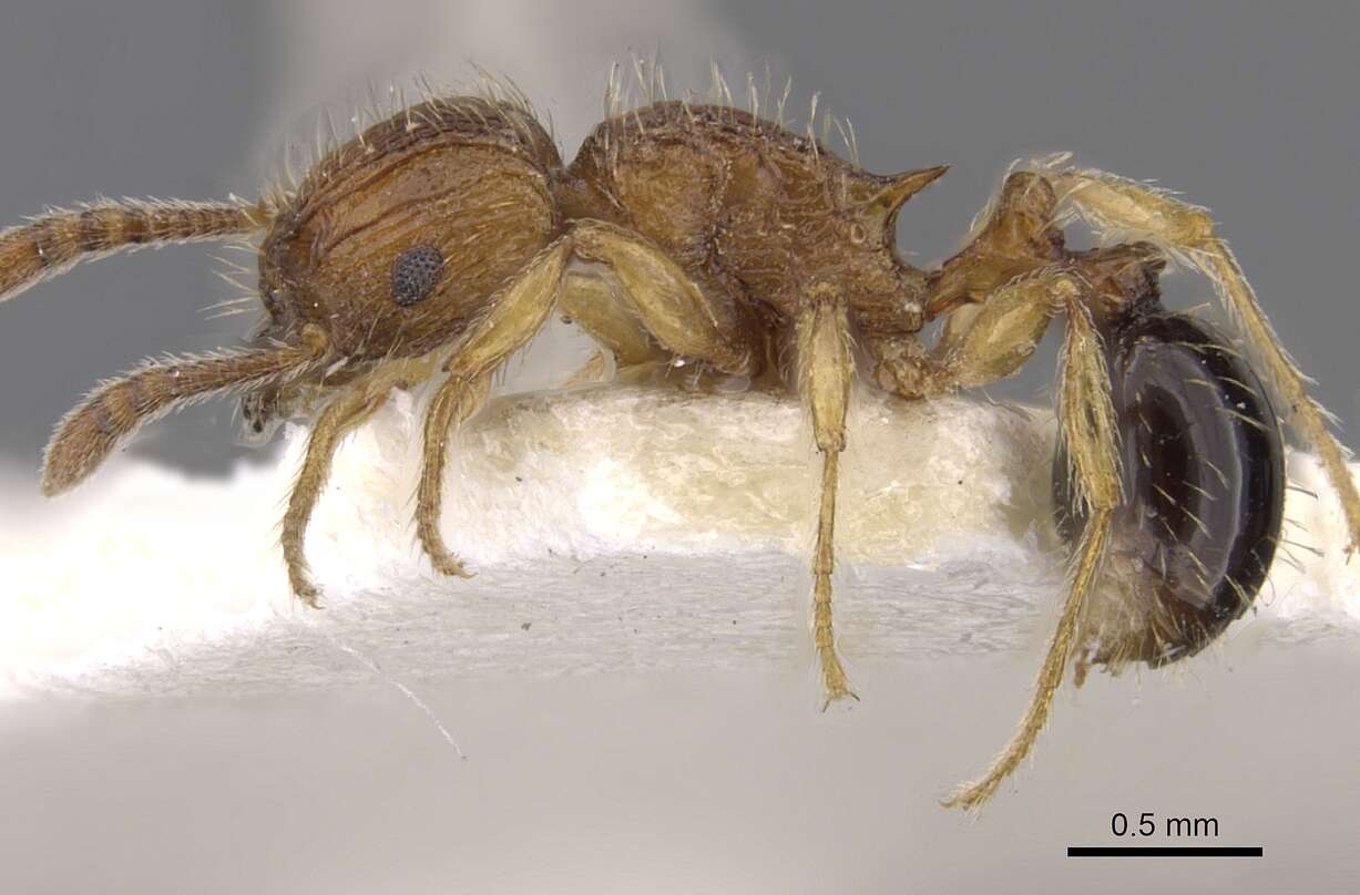 Image of Tetramorium pinnipilum Bolton 1980