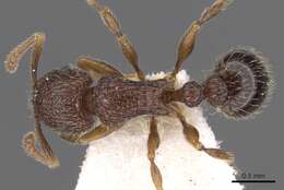 Image of Tetramorium rogatum Bolton 1980