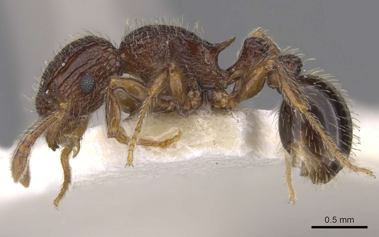 Image of Tetramorium rogatum Bolton 1980