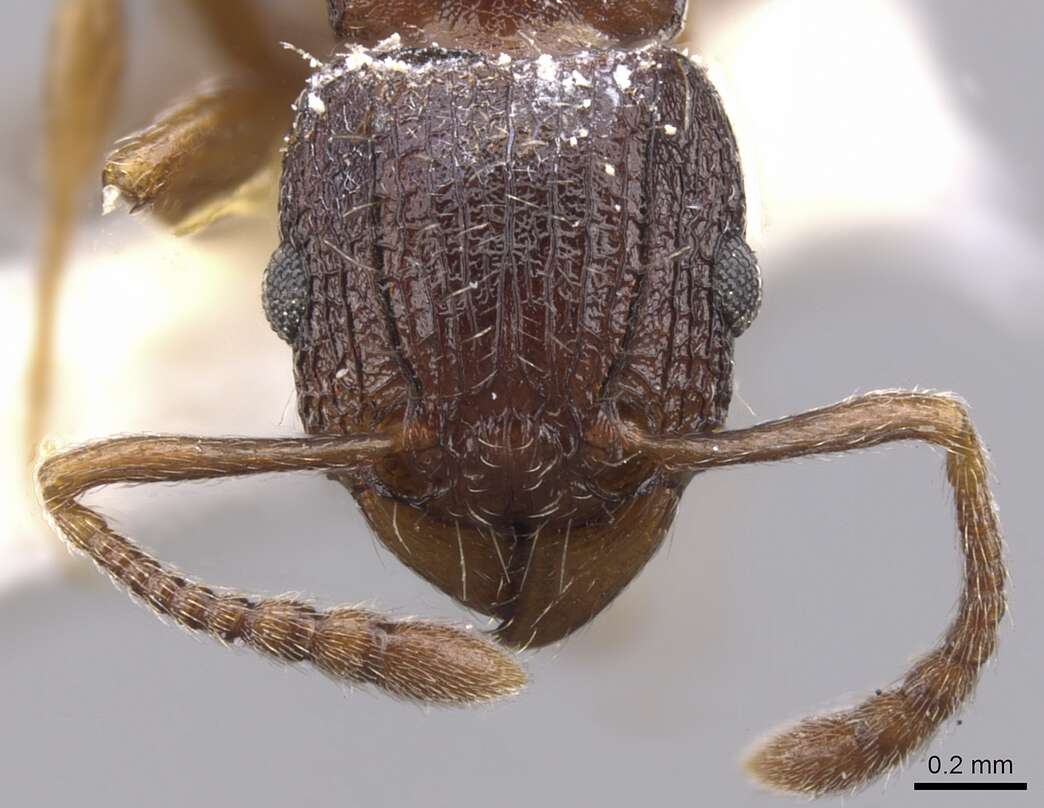 Image of Tetramorium sepultum Bolton 1980